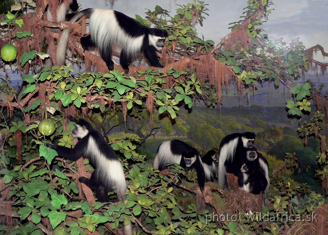 Picture 207.jpg - Eastern Black and White Colobus Monkey (Colobus guereza).